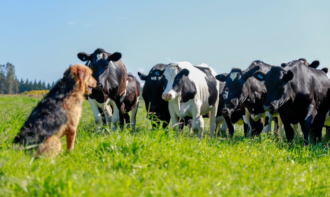 Phosphorous Deficiency in Cows - Dairy Business Centre