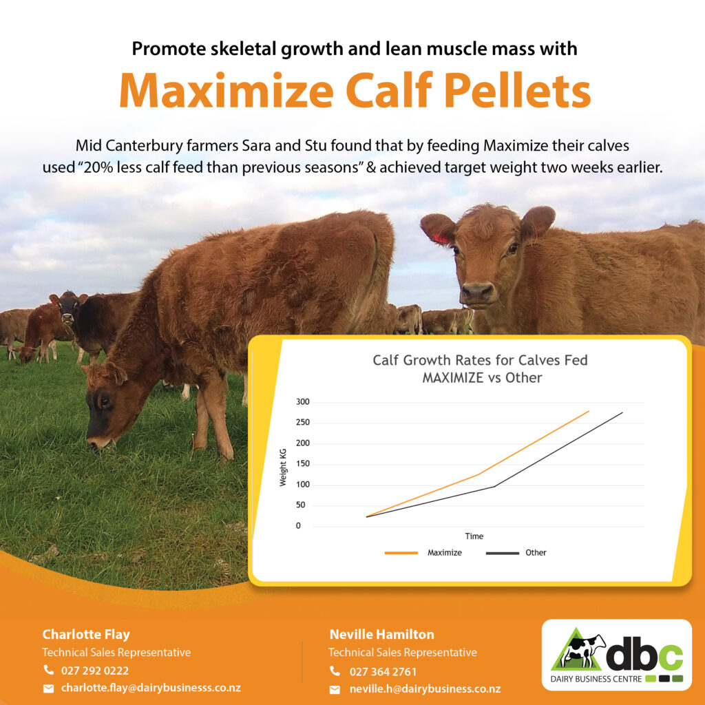 Getting it right for calves from day one, Articles, Dairy Business Centre