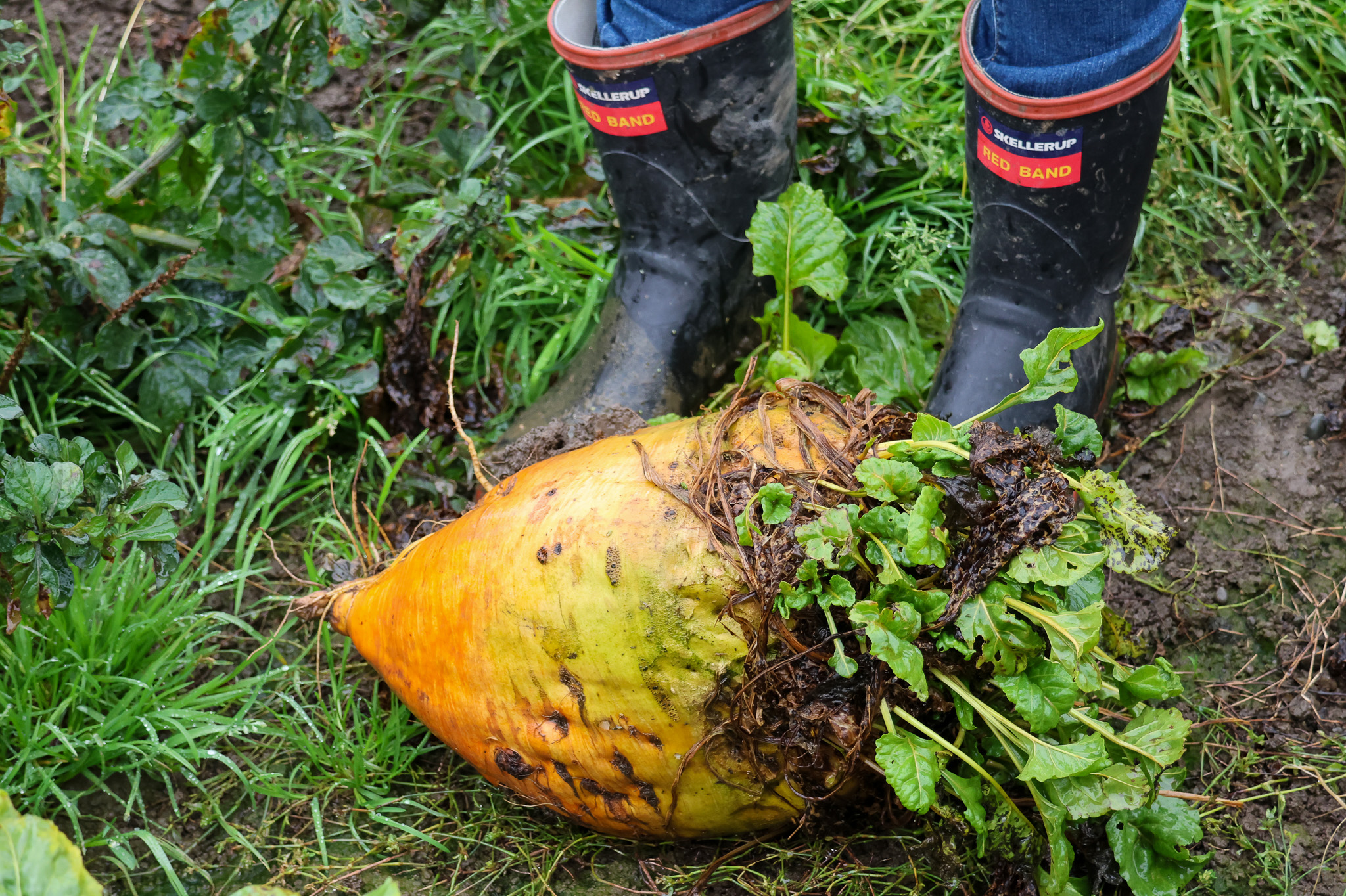 Copland BeetGumboots 2 | Managing Fodder Beet | DBC Copland BeetGumboots 2 | Managing Fodder Beet | DBC