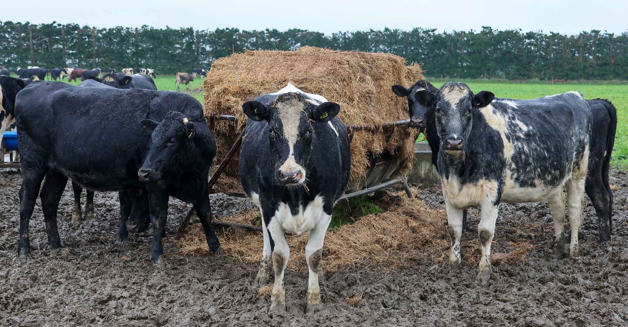 Copland FibreExample 2 | Managing Fodder Beet | DBC Copland FibreExample 2 | Managing Fodder Beet | DBC