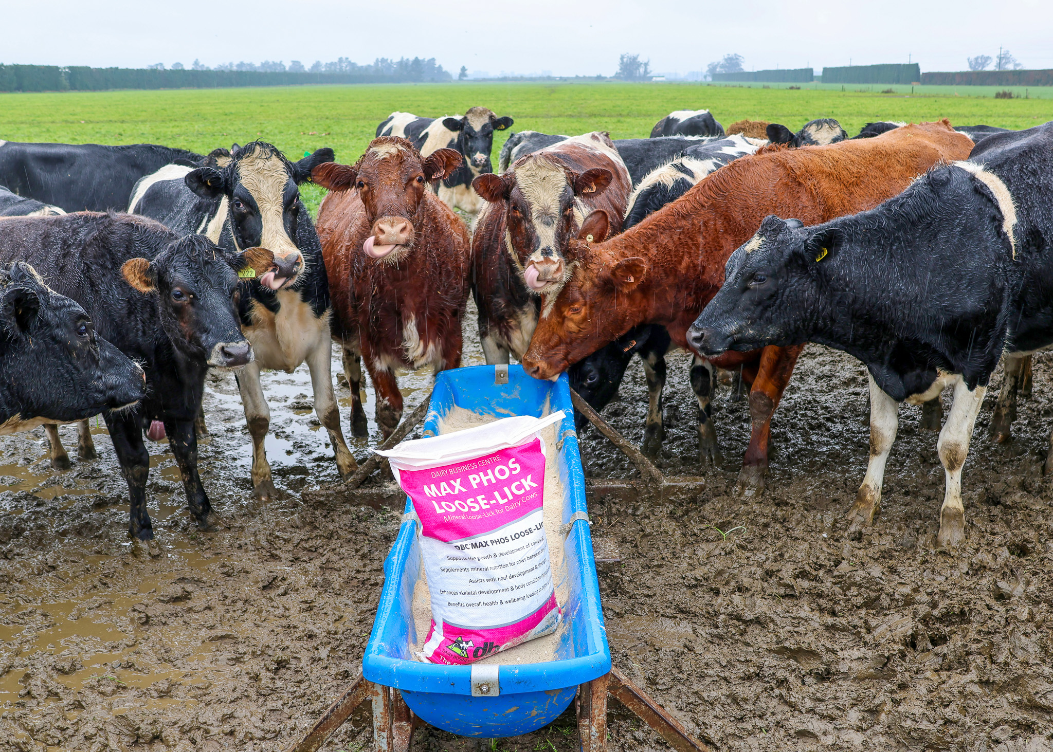 Copland MaxPhos BagHeifers1 2 | Managing Fodder Beet | DBC Copland MaxPhos BagHeifers1 2 | Managing Fodder Beet | DBC