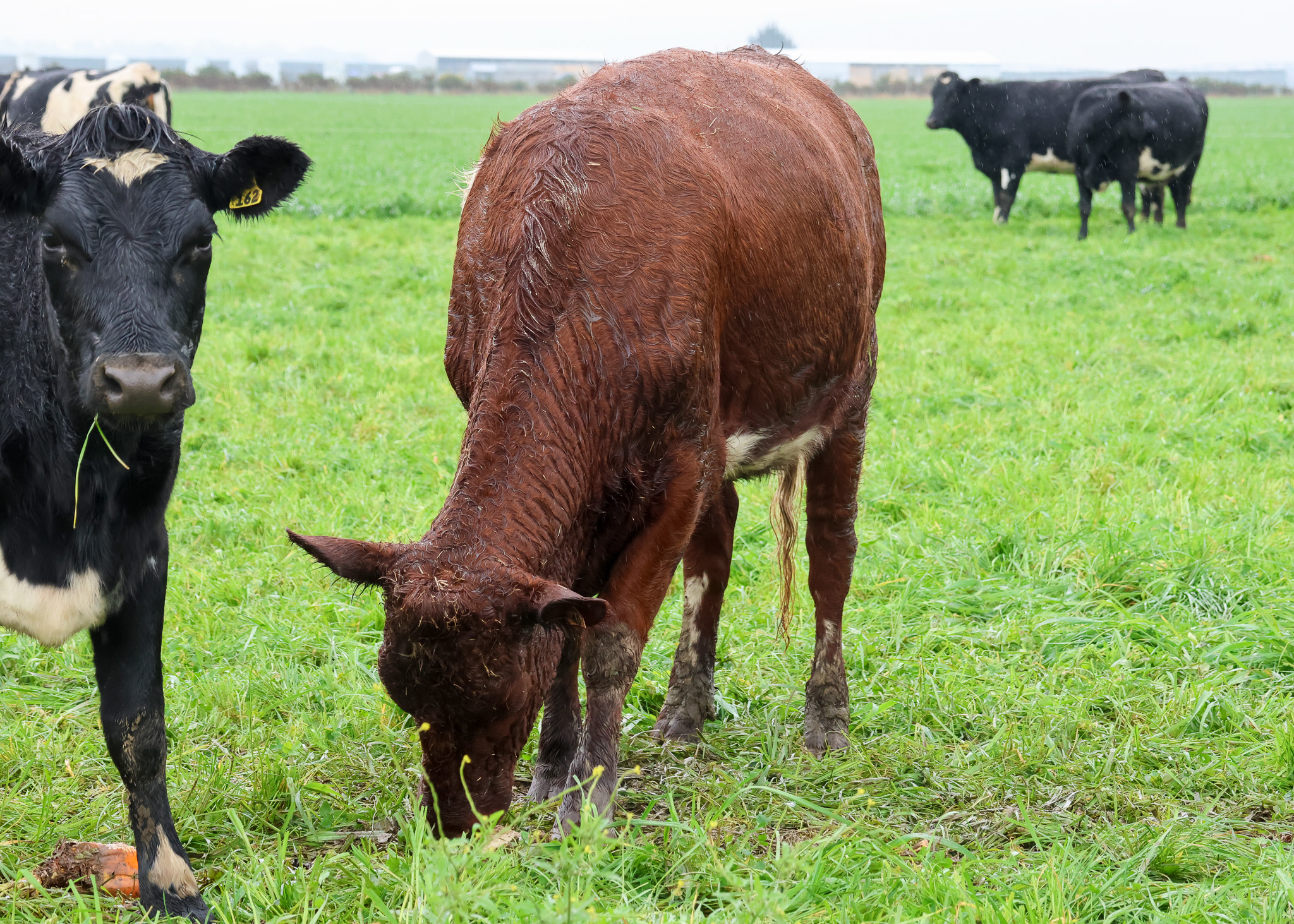 Copland RedHeiferEatingThreeQuarterFront 2 | Managing Fodder Beet | DBC Copland RedHeiferEatingThreeQuarterFront 2 | Managing Fodder Beet | DBC