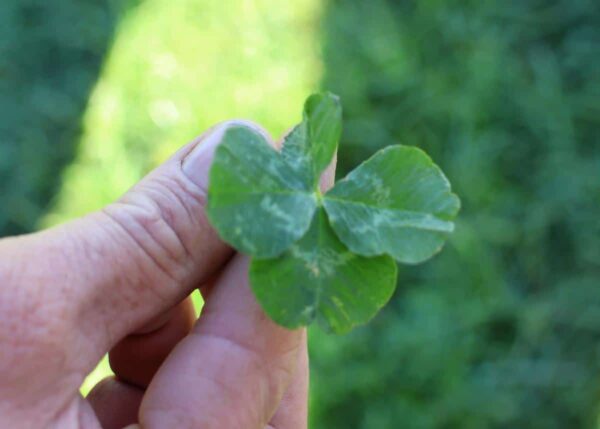 Four-leaf clovers are more common on Darrell and Julie Wendelgelst’s Southland operation since they embraced biological farming.