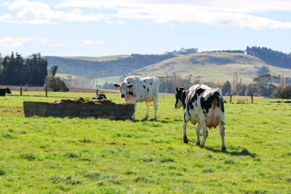 Darrell and Julie Wendelgelst run a 400-cow herd, milking year-round through a 40-bail rotary at Waiwera South, 20 minutes west of Balclutha. It includes a 450-bail, free-stall barn and a 300-cow feed pad (both covered) with a third undercover loafing area – bedded in straw – with enough room for 200 cows to calve down. They average 678kg milk solids (MS) per cow off 175 effective hectares (with a support block of 140ha that is 4km from the home farm). 