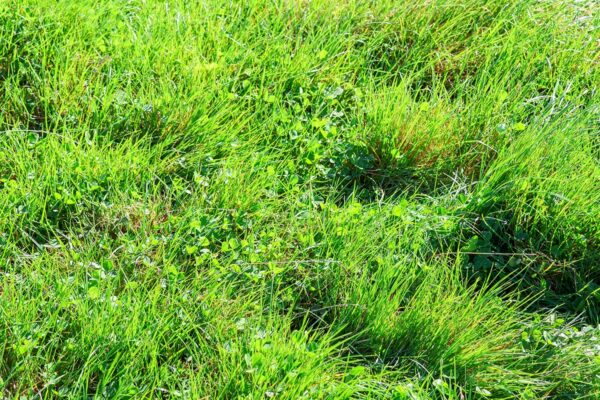 Darrell and Julie Wendelgelst’s driving force towards biological farming is that they wanted exceptional cow health, and Darrell believes that starts with soil.