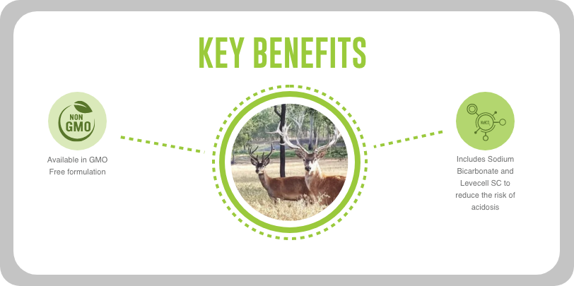Stag hind conditioning nut key benefits | Stag/Hind Conditioning Nut | DBC Stag hind conditioning nut key benefits | Stag/Hind Conditioning Nut | DBC