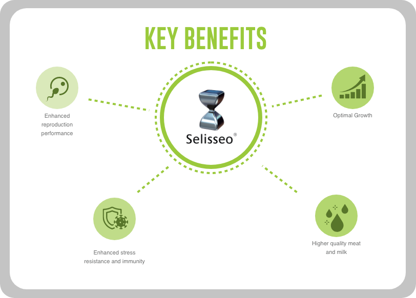 selisseo key benefiys | Selisseo® | DBC selisseo key benefiys | Selisseo® | DBC