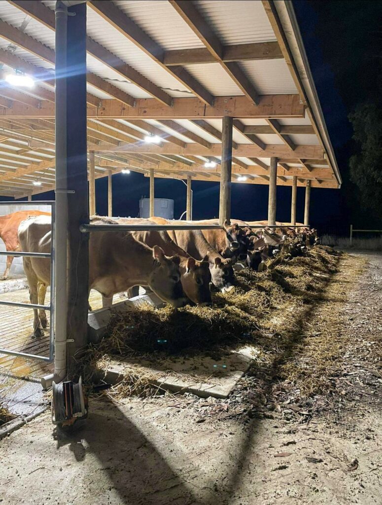 The barn at Fernside Fresh helps sustain an even milk curve. Photo: Claire Hansen.