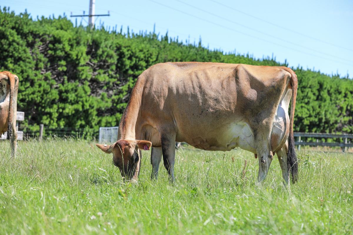 The barn at Fernside Fresh helps sustain an even milk curve. Photo: Claire Hansen.