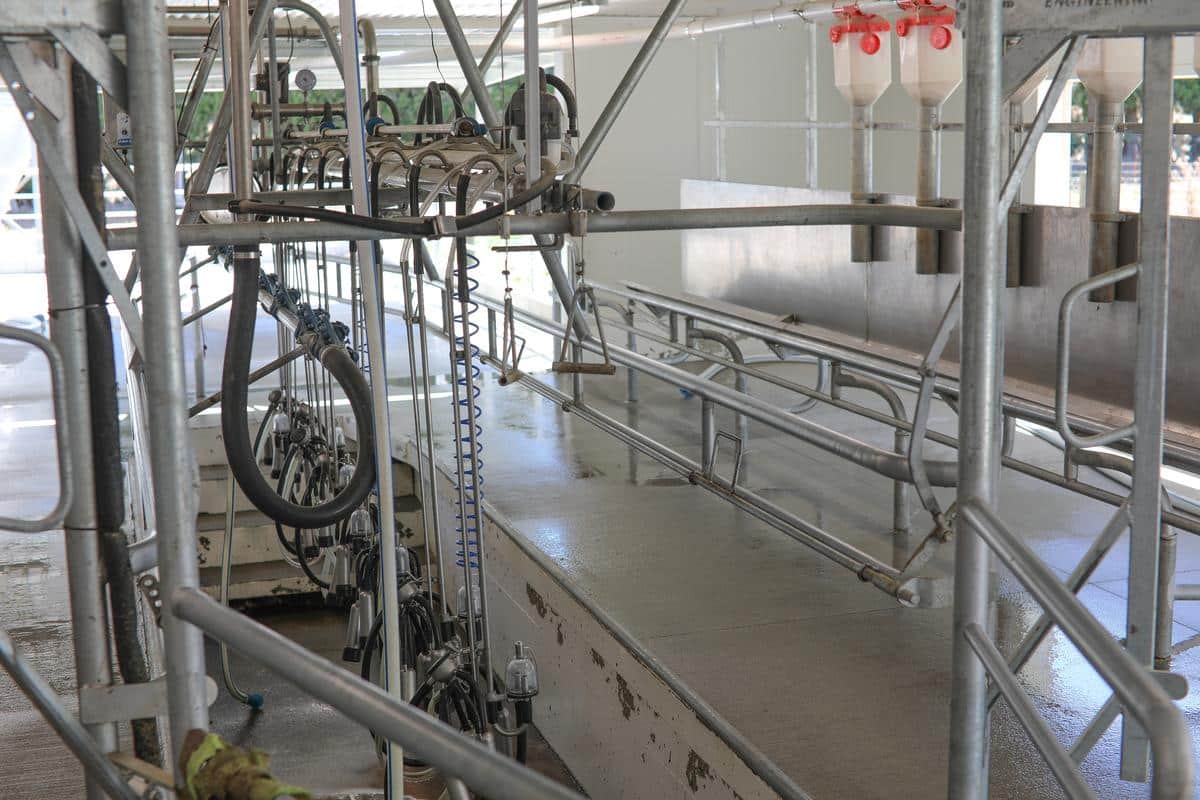 The eight-a-side cowshed is the perfect size for the extra detail that is involved in milking cows for raw milk supply. Photo: Evie Tomlinson.