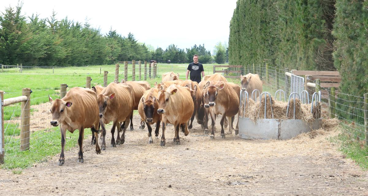 Getting the cows in looks a little different for Peter Hansen than it does for most New Zealand herds.